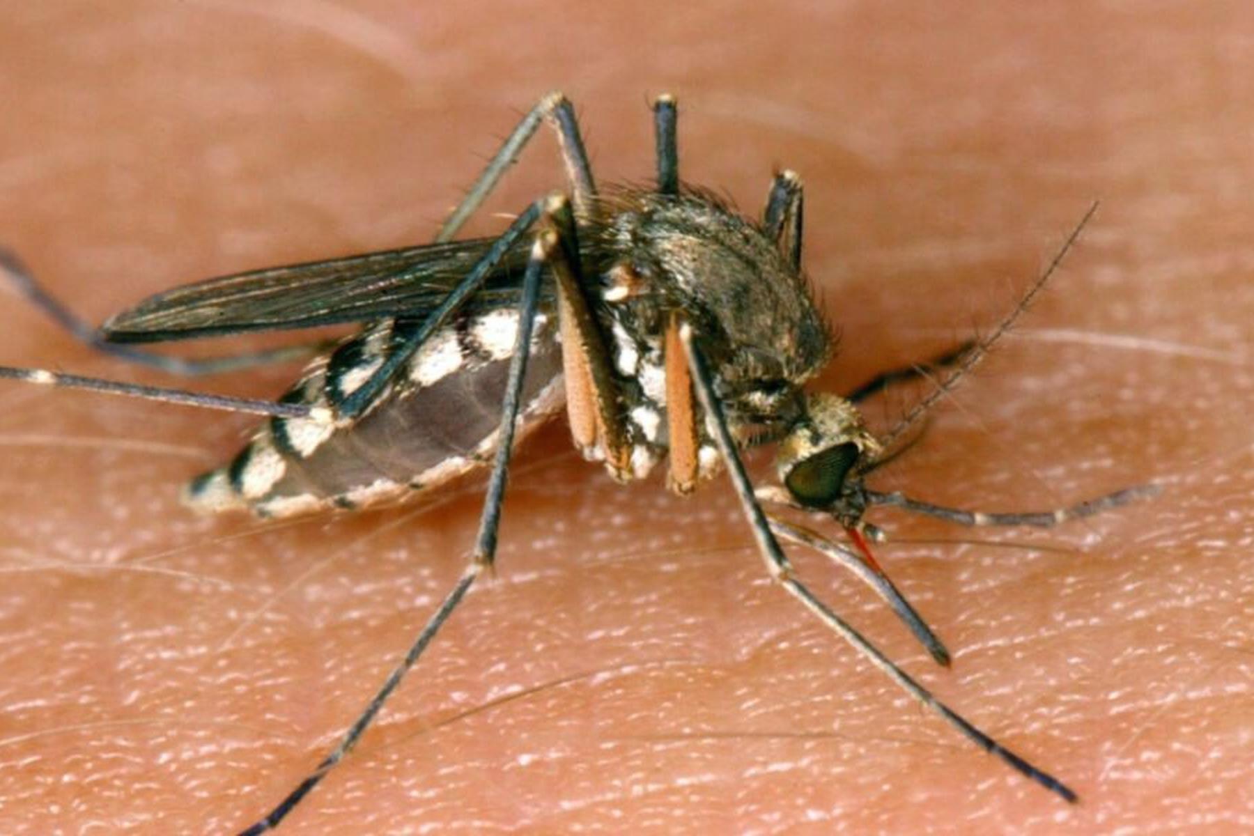 Rom: Tote in Italien durch West-Nil-Virus