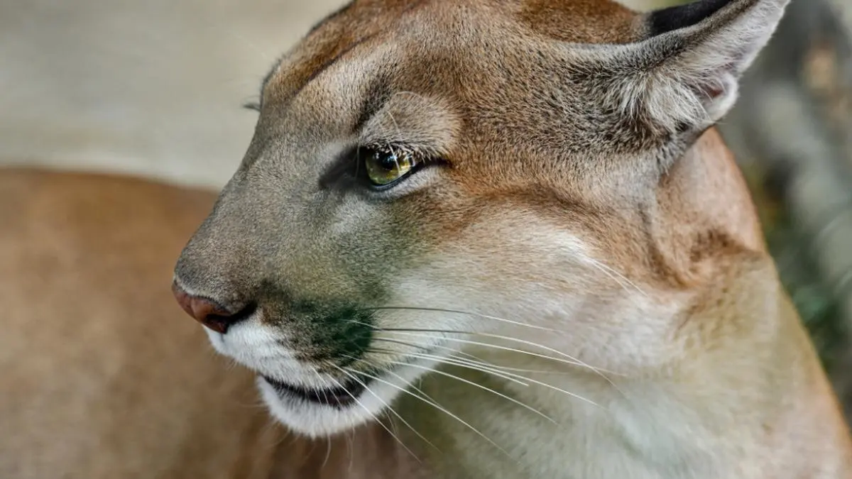 Puma-Attacken sind in Colorado selten (Symbolbild) | Puma-Attacken sind in Colorado selten (Symbolbild)