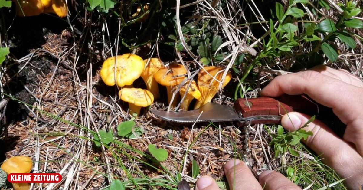 Harter Boden für Kärntner Pilz-Klauber und Schwammerl-Klauer