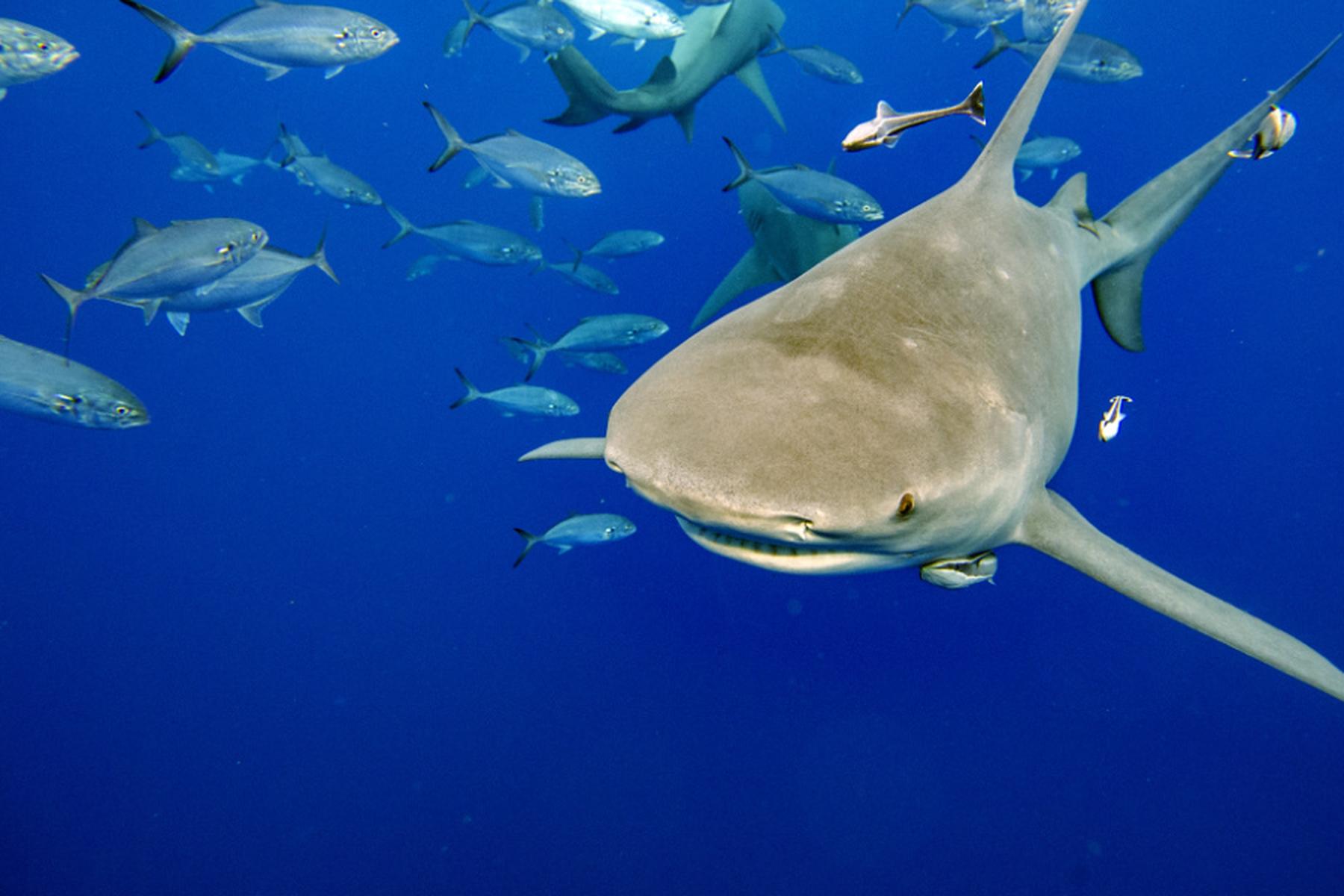 Wien: Haie und Rochen seit 45 Mio. Jahren zunehmend unter Druck