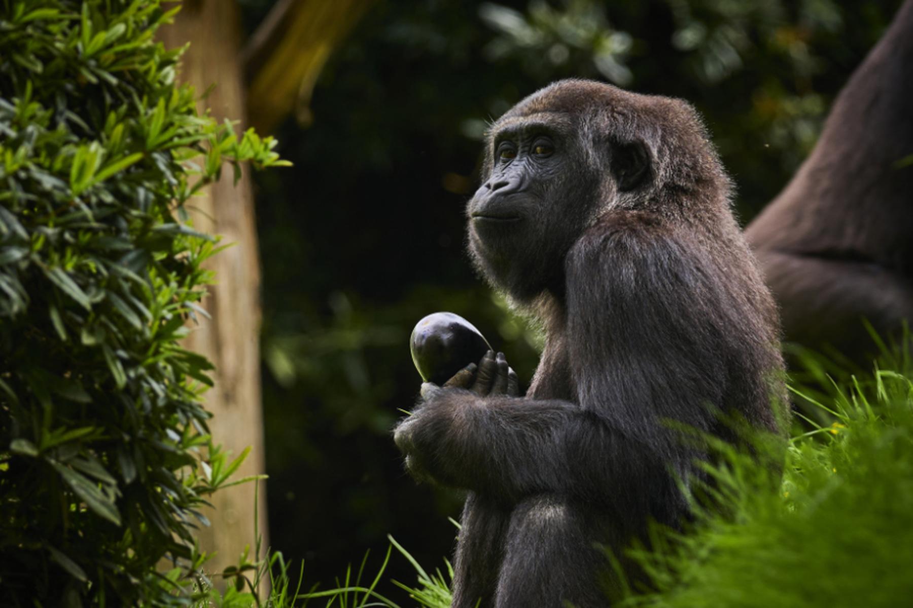 Zürich: Gorillaweibchen nutzen feministische Netzwerke