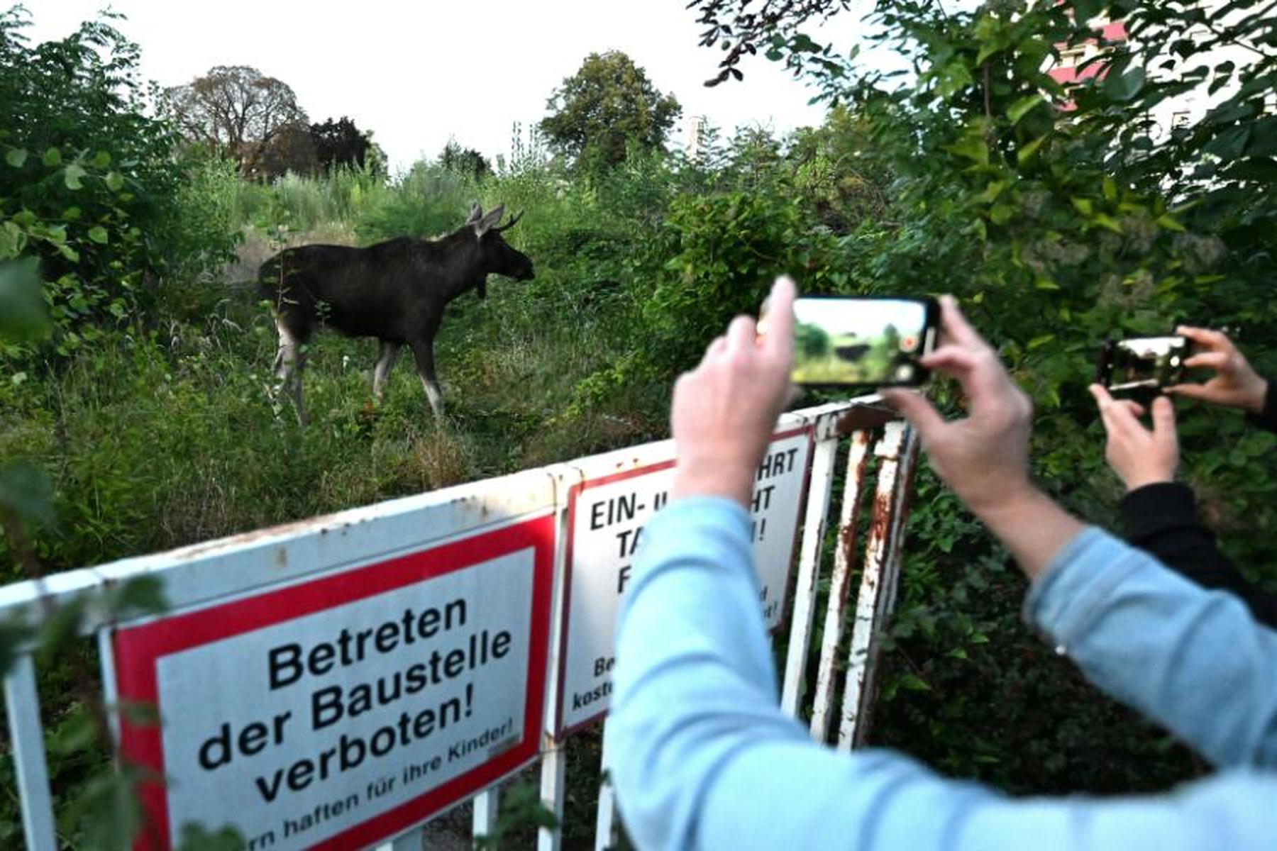 St. Pölten: Elch "Emil" hat 10.000 Facebook-Fans