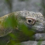 Komodowaran gilt als stark gefährdet | Komodowaran gilt als stark gefährdet