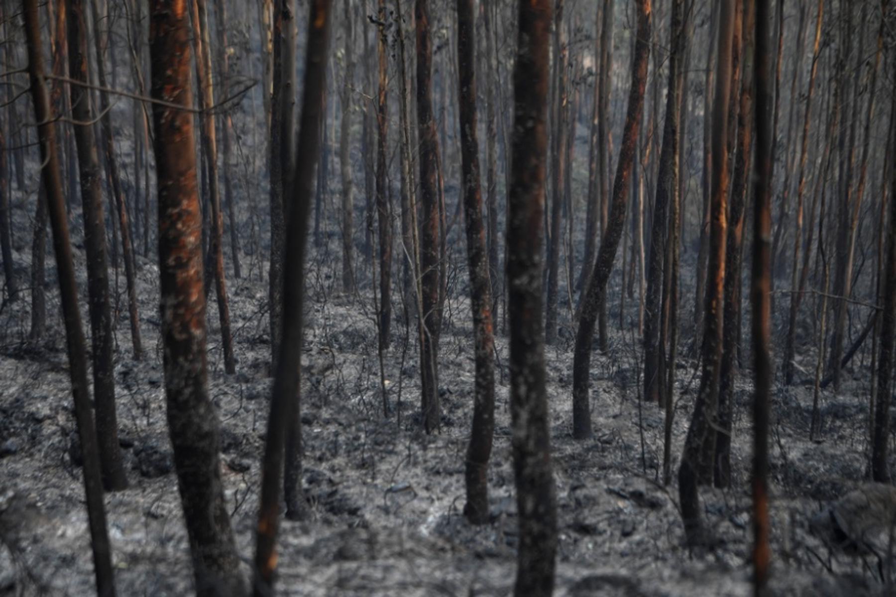 Lissabon/Arouca: Waldbrände toben im Norden und im Zentrum Portugals