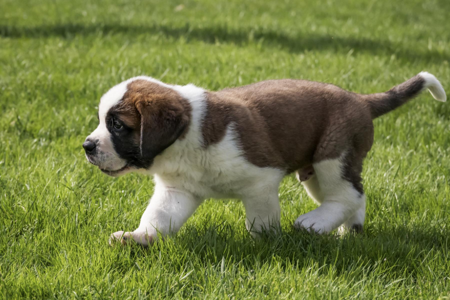 Brüssel: EU sagt verbotenem Hunde- und Katzenhandel den Kampf an