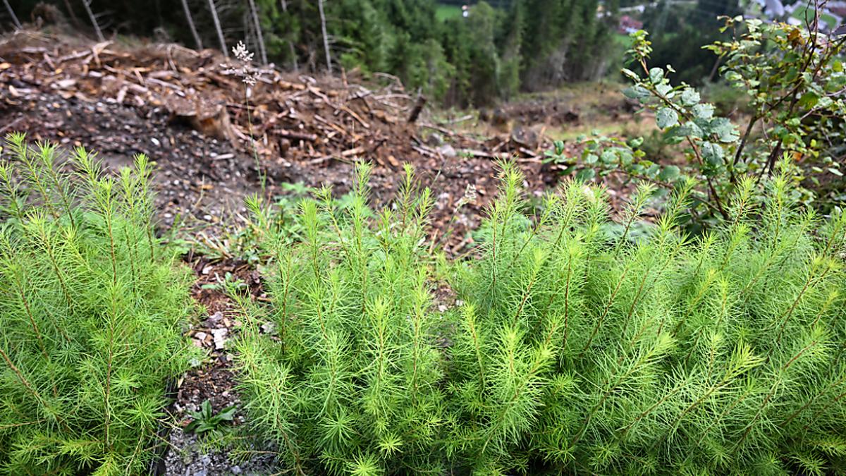 Mehr Moose und Wälder soll es in der EU wieder geben | Mehr Moose und Wälder soll es in der EU wieder geben