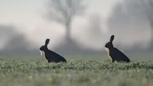 Zwei Hasen auf einer Wiese
