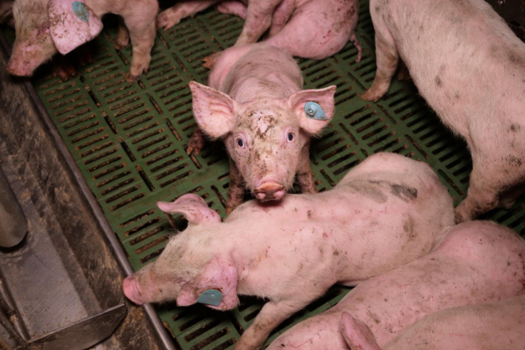 VGT opozoril na slabe razmere na farmi prašičev v Spodnji Avstriji