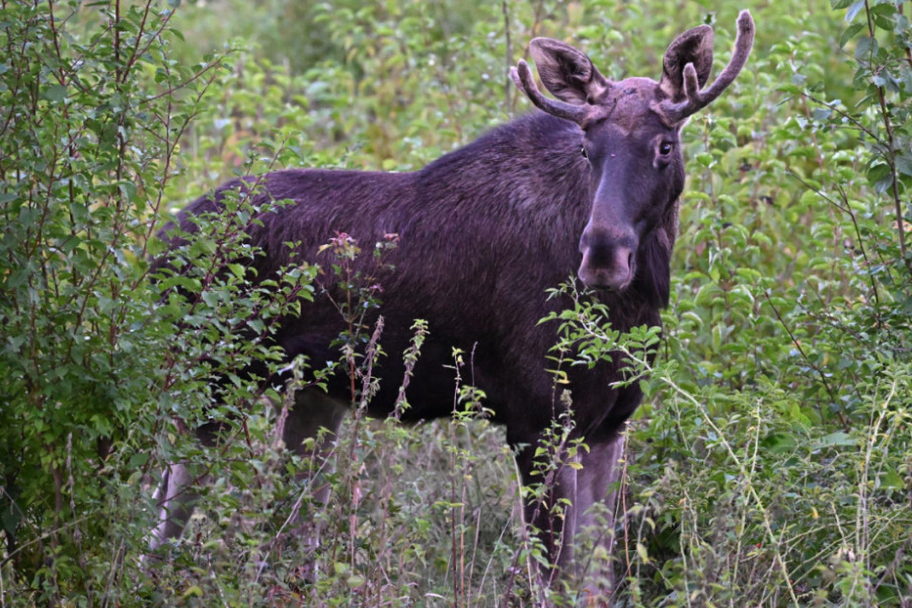 Melk: Elch "Emil" in Melk gesichtet