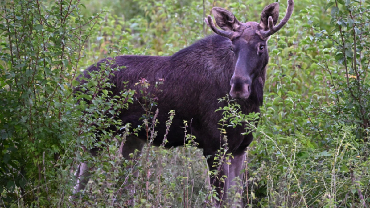 Elch "Emil" ist am Dienstag in Melk gesichtet worden | Elch "Emil" ist am Dienstag in Melk gesichtet worden