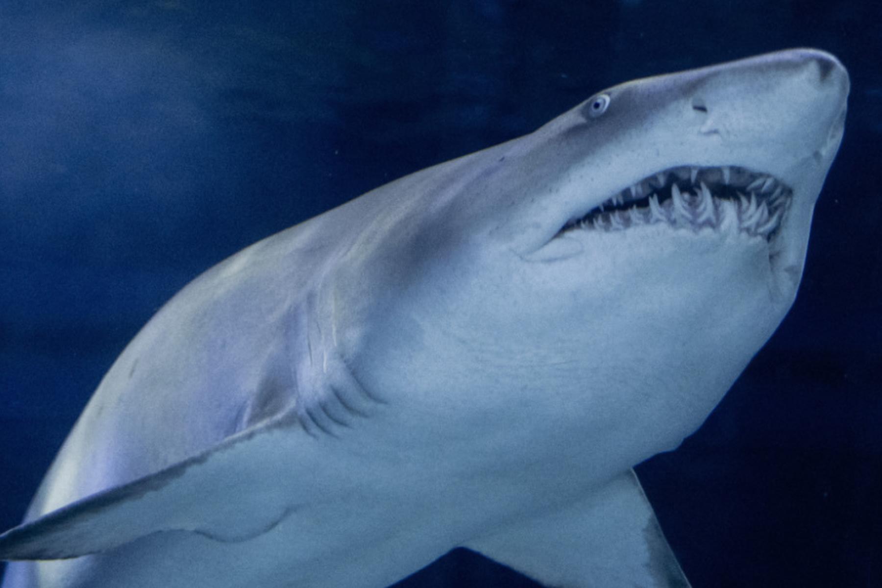 Samarkand: Erstmals Handelsverbot für bestimmte Haiarten beschlossen