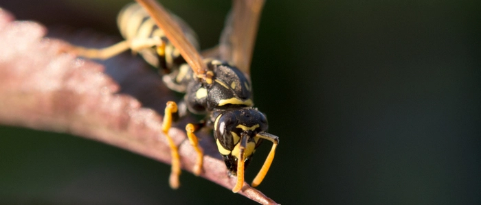 Ein Wespen- oder Bienenstich wird vermutet | Eine Schwellung nach einem Stich alleine weist noch nicht auf eine Allergie hin
