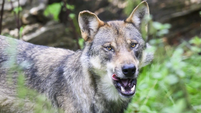 In Tirol wurde erneut ein Wolf geschossen | In Tirol wurde erneut ein Wolf geschossen