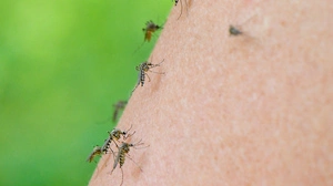 Mehrere asiatische Tigermücken sitzen auf einer Hand eines Menschen