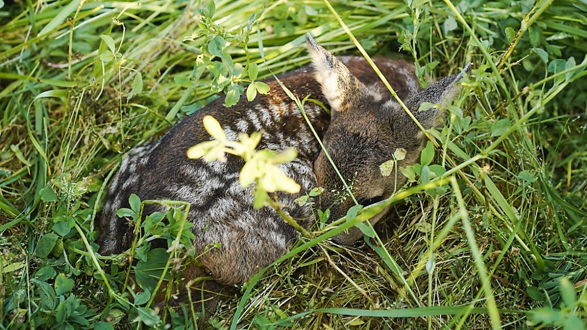 Landwirt tötete bei Mäharbeiten offenbar mehrere Rehkitze (Symbolbild) | Im hohen Gras sind die Rehkitze kaum zu sehen