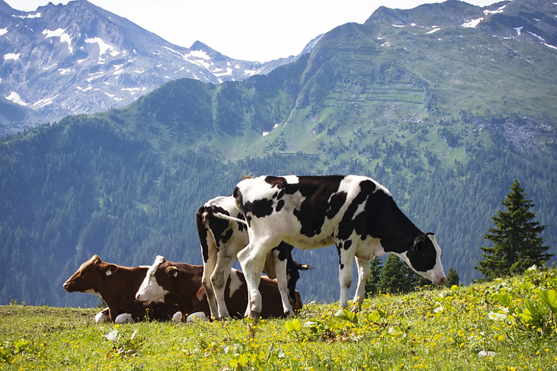 Innsbruck: Amtsmissbrauchsvorwurf an Tiroler Behörde in Agrar-Causa