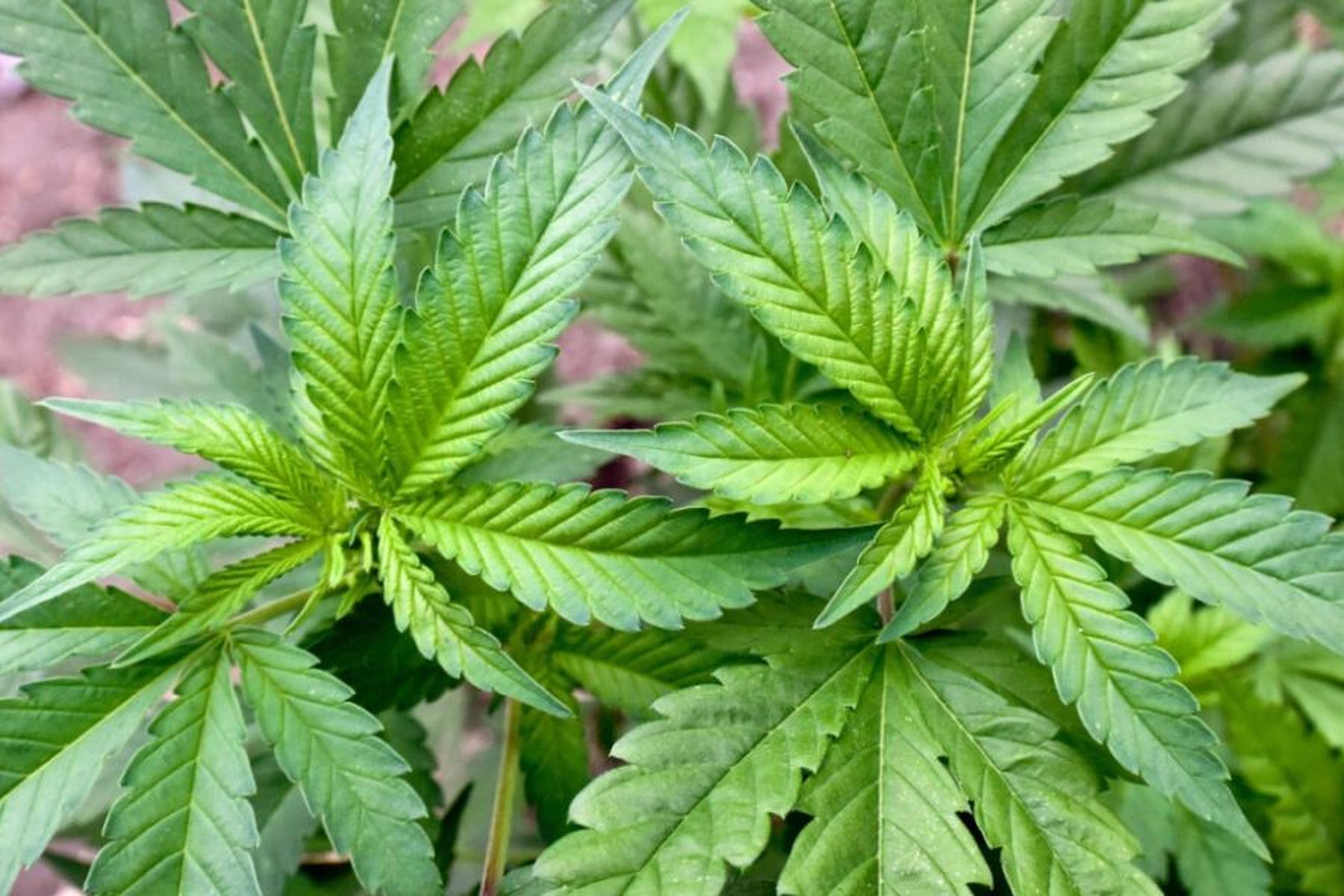 Wien: Aus für CBD-Shops ab 2029 beschlossen