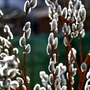 Bischöfe plädierten für Frieden | Bischöfe plädierten für Frieden