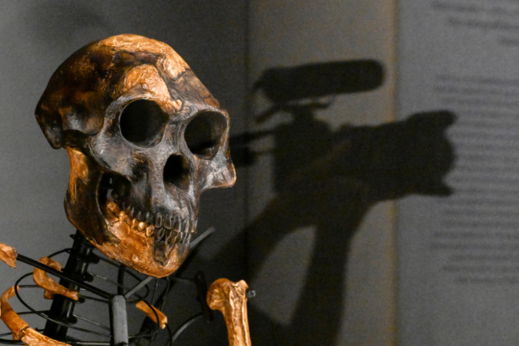 Prag: Vormenschen-Skelett "Lucy" erstmals in Europa zu sehen