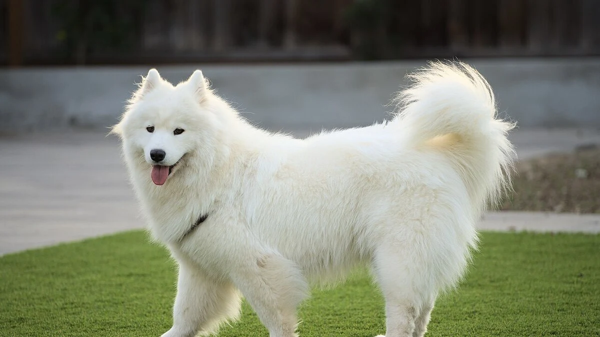 Der Frau sollte ihr Samojede abgenommen werden (Symbolbild) 