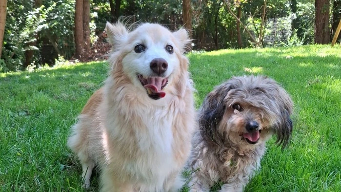 Bonny und Casey hoffen auf „Baustellen-Urlaub“ in einer tierlieben Familie