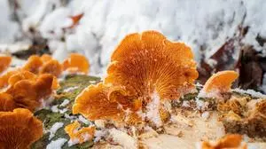 Eierschwammerln im Winter