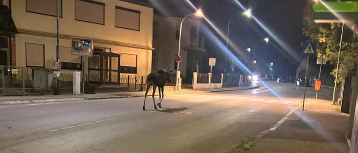 Emil der Elch wurde am Dienstagabend in St. Andrä-Wördern beobachtet und fotografiert