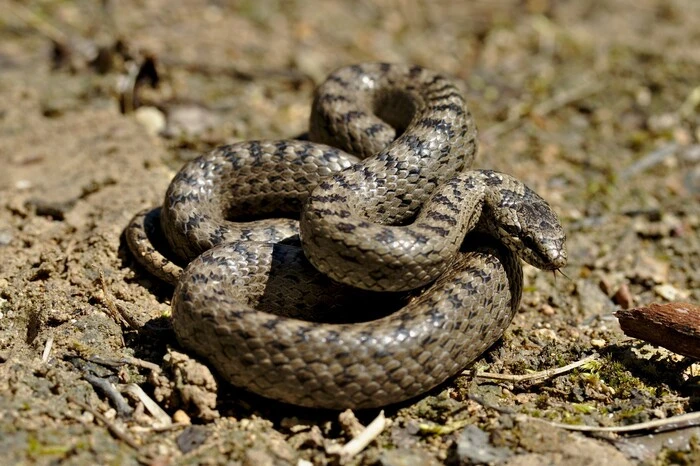 „Die zierliche, maximal 80 Zentiemter lange Schling- oder Glattnatter ist die zweihäufigste Schlangenart Österreichs“, weiß Eva Bernhart, Expertin der Berg- und Naturwacht. „Aufgrund ihrer versteckten Lebensweise ist sie jedoch in der Bevölkerung weitestgehend unbekannt und wird gerne wegen ihres - bei flüchtiger Beobachtung dem der Kreuzotter ähnlichen Zeichnungsmusters - mit dieser verwechselt.“ Die Schlingnatter ist gräulich- oder rötlich-braun gefärbt und leicht an ihrem „Krönchen“ - ein herz- oder hufeisenförmiger Fleck auf dem Kopf - zu erkennen. „Die Schlingnatter bewohnt trockene und warme Biotope mit ausreichenden Unterschlupfmöglichkeiten.“ Der Name der ungefährlichen Schlingnatter leitet sich von ihrem Verhalten ab, Beutetiere blitzschnell zu umschlingen, der Name Glattnatter bezieht sich auf ihre ungekielten Schuppen. Auf ihrem Speiseplan stehen Reptilien und junge Säugetiere.