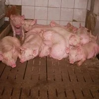 Seit September 2022 muss für Schweine ein physisch angenehmer Liegebereich vorhanden sein