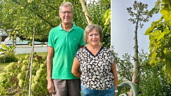 Eva und Franz Kollmann mit ihrer jahrzehntealten Agave, die heuer erstmals ihren imposanten Blütenstand entwickelt hat