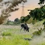 Emil hat laut Feuerwehr zumindest „einen Apfelbaum abgefressen“