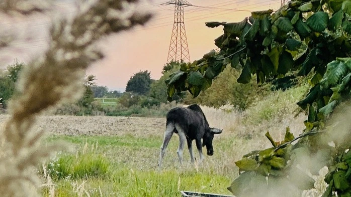 Emil hat laut Feuerwehr zumindest „einen Apfelbaum abgefressen“