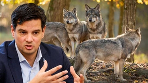 im Vordergrund Umweltlandesrat Hannes Amesbauer, im Hintergrund eine Gruppe Wölfe in einem Wald