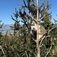 „König der Wälder“: Simba thront im Baumwipfel