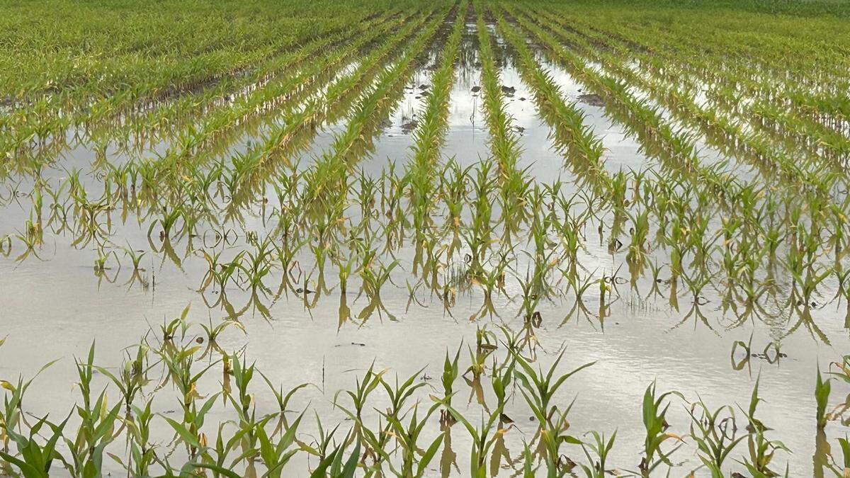 Ein allgegenwärtiges Bild in den vergangenen Tagen: überschwemmte Maisfelder