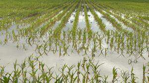 Ein allgegenwärtiges Bild in den vergangenen Tagen: überschwemmte Maisfelder