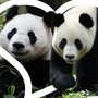 Das neue Panda-Paar Lan Yun und He Feng
