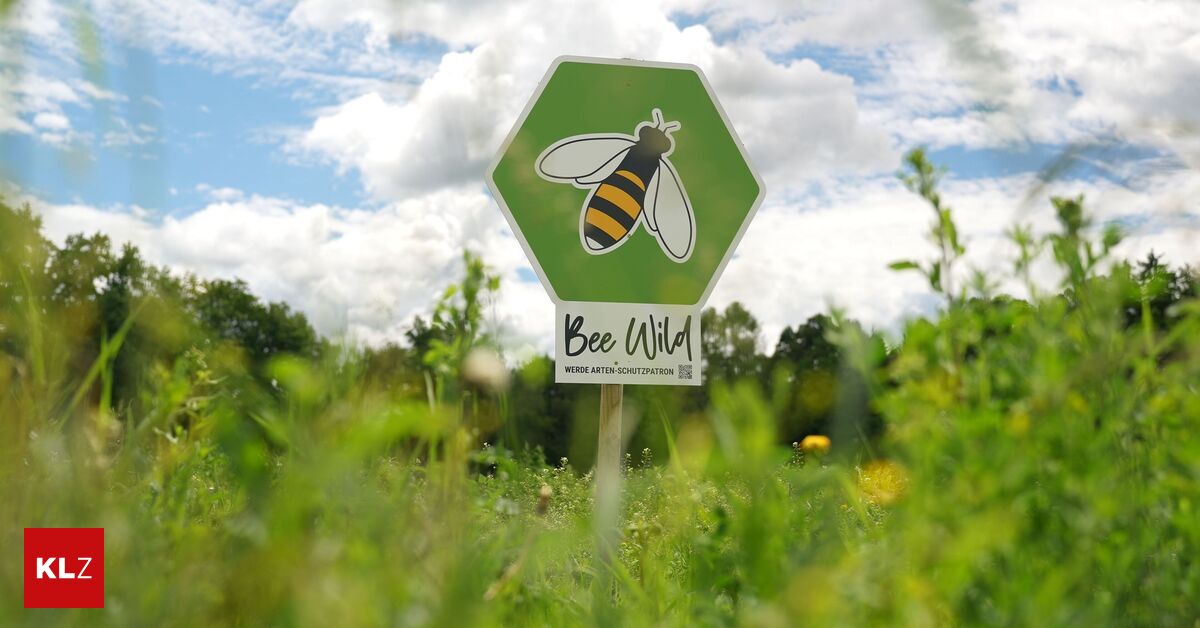 Artensterben-massiv-Kaum-Nahrung-f-r-Insekten-auf-Ackerfl-chen