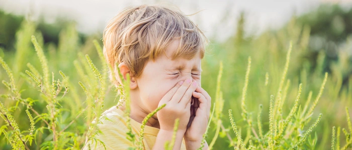 Bis September blüht in der Steiermark das Ragweed, auch Fetzenkraut genannt