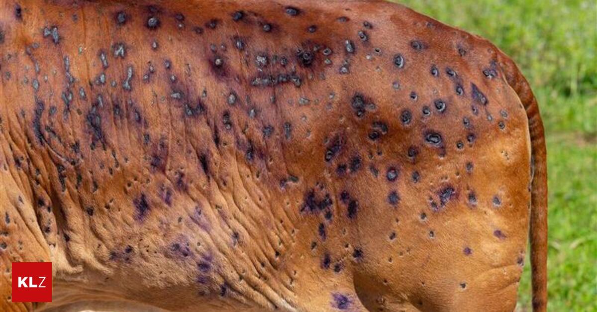Aggressive animal disease is 