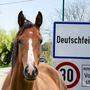 Ponyhof oder Mammutprojekt? Die Pläne in Deutschfeistritz liegen nun auf Eis, ein Umweltbericht ist notwendig