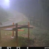 Die Wildkamera hat einen Wolf am Gumpeneck eingefangen