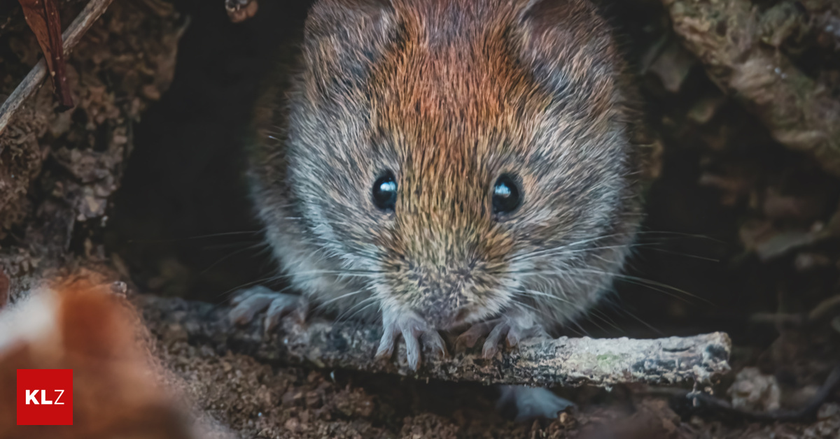 Gef-hrliches-M-use-Virus-Warum-Steirer-beim-Fr-hjahrsputz-im-Garten-aufpassen-sollten