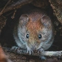 Sieht süß aus, aber: Die Rötelmaus überträgt das Hantavirus 