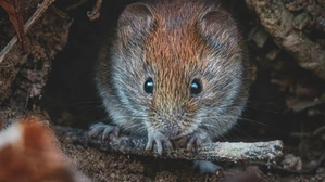 Sieht süß aus, aber: Die Rötelmaus überträgt das Hantavirus 