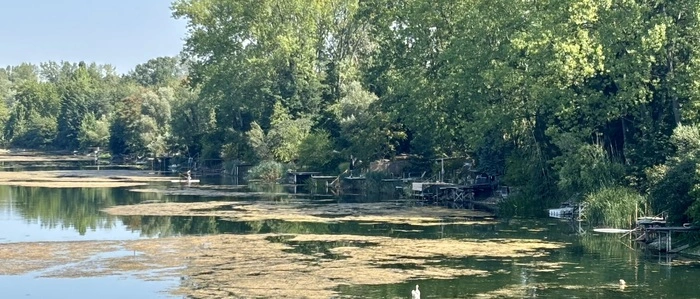 Die Wasserpflanzen reichen bis an die Oberfläche und bilden dichte Inseln