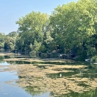 Die Wasserpflanzen reichen bis an die Oberfläche und bilden dichte Inseln