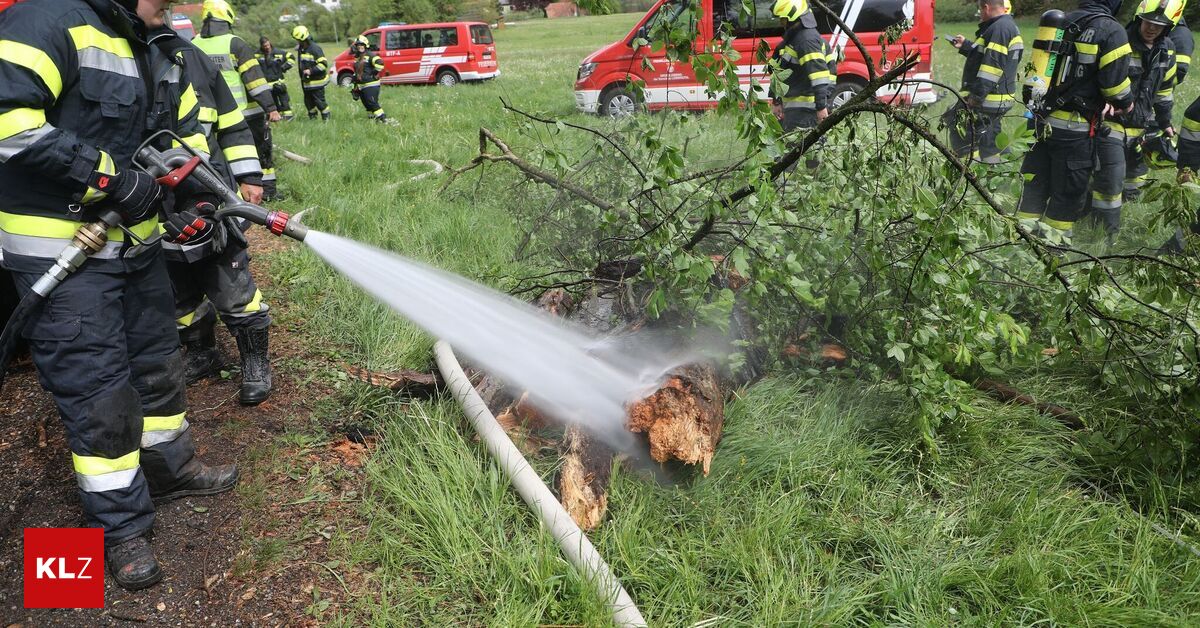 Gro-lobming-Baum-hatte-Feuer-gefangen-Feuerwehr-verhinderte-Waldbrand