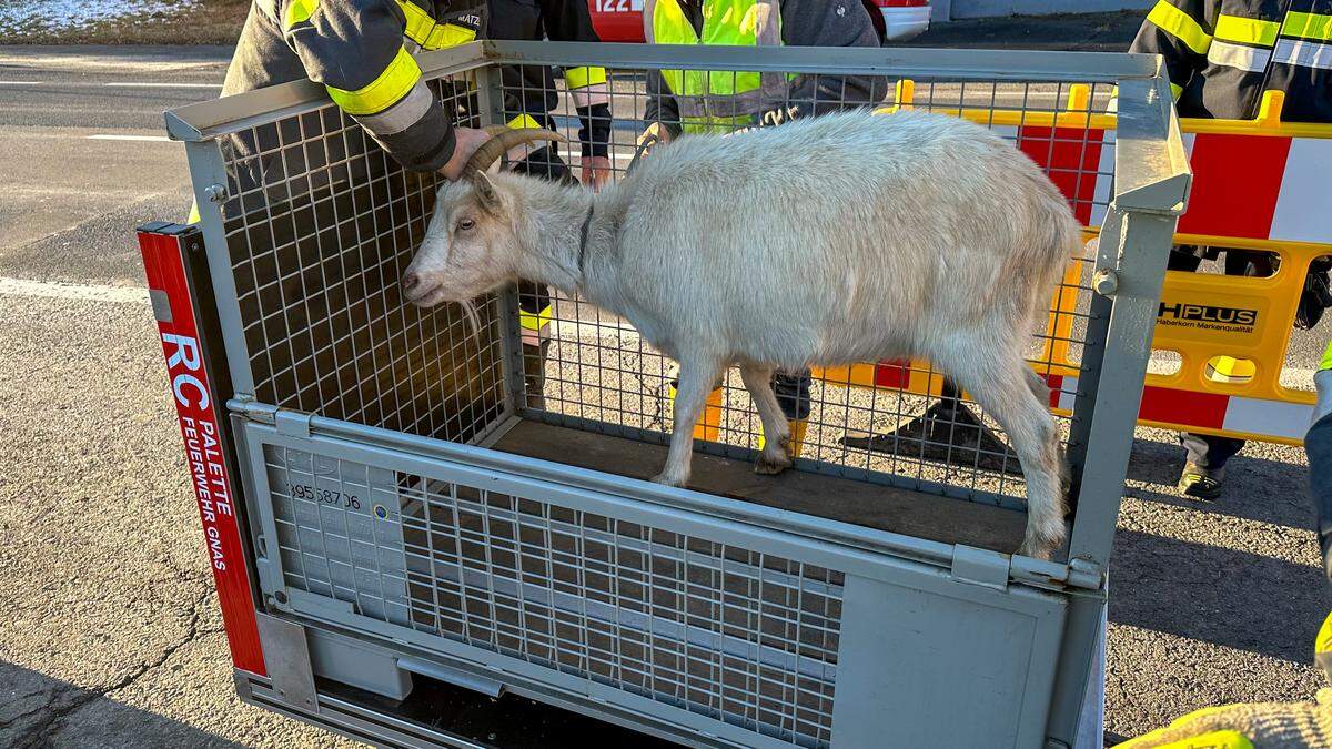 Zwei ausgebüxte Ziegen spazierten auf der Gnaserstraße 