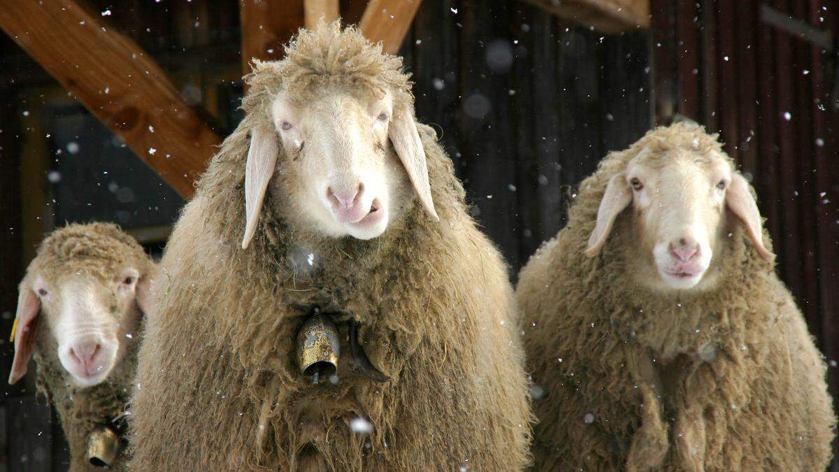 Die Schafskälte hat die Steiermark im Griff 